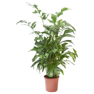 Растение в горшке, Пальма «рыбий хвост» 24 см IKEA CARYOTA КАРИОТА  205.158.47 купить в Минске, цена 18626 рублей - Интернет
