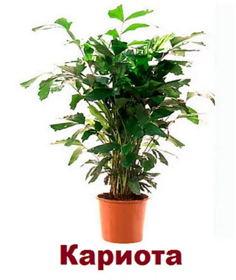 Пальма \"Пальма Кариота\" купить по низкой цене | \"Пальма Кариота\" в  интернет-магазине kashpo.store