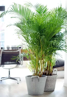 Шикарное комнатное растение | Кариота - пальма рыбий хвост - YouTube