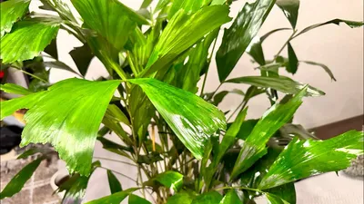 Темно-зеленые листья редкого декоративного пальмового растения пальма  валличия или гималайская карликовая пальма с рыбьим хвостом. | Премиум Фото