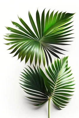 Пальма кариота - 66 фото