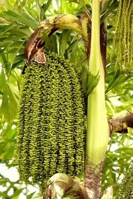 Пальма кариота (рыбий хвост) - описание растения, особенности выращивания,  уход | Флора и факты | Дзен