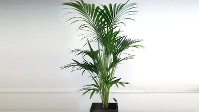 Пальмам – пальма первенства в тропиках