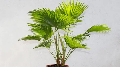 Искусственное дерево, искусственное зеленое дерево с горшком, рыбий хвост,  пальмовое растение, искусственное растение для дома и помещения, украшение  для сада, 80 см | AliExpress