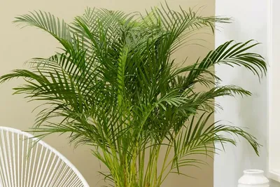 Темно-зеленые листья редкого декоративного пальмового растения пальма  валличия или гималайская карликовая пальма с рыбьим хвостом. | Премиум Фото