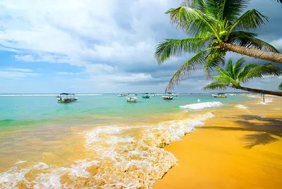 Фотографии пляжа Море Природа пальм Тропики Побережье