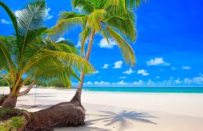 Красивый пляж с пальмами (70 фото) »