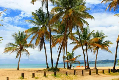 Пальмы Пляж Остров - Бесплатное фото на Pixabay - Pixabay