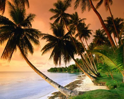 Картина \"Пальмы, море, солнце, пляж\" | Интернет-магазин картин \"АртФактор\"