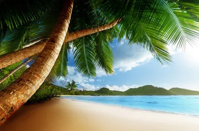 Скачать 3840x2160 пальма, пальмы, пляж, тропики, берег, прибой, океан, море  обои, картинки 4k uhd 16:9