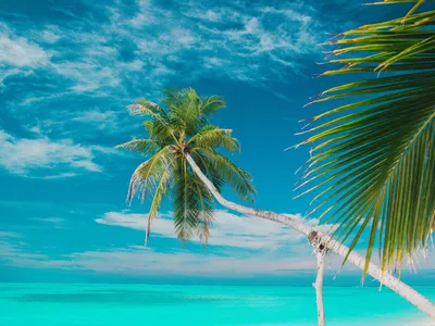Пальмы, океан и голубое небо на тропическом пляже Стоковое Фото -  изображение насчитывающей напольно, океан: 49632982