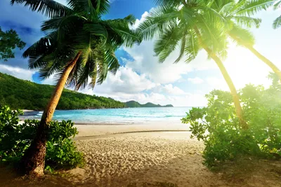 Картинки море пальмы пляж - 70 фото