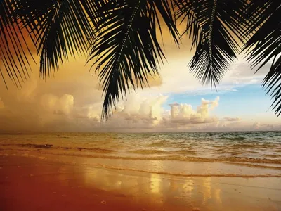 Райский Курорт Пляж Пальмы Море Доминиканская Республика — стоковые  фотографии и другие картинки Без людей - iStock