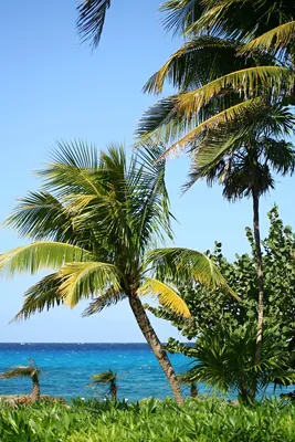 Обои на рабочий стол Шляпа из соломы с солнечными очками, на заднем фоне  пальмы, пляж, море, небо, обои для рабочего стола, скачать обои, обои  бесплатно