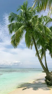 Картина маслом море летний пейзаж пляж пальмы океан на холсте купить в  интернет-магазине Ярмарка Мастеров по цене 3000 ₽ – JMV98RU | Картины,  Санкт-Петербург - доставка по России