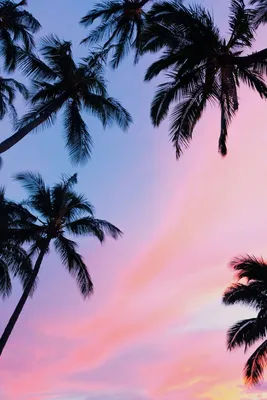 Картинка: пальмы, закат, вид снизу