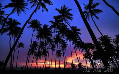 Картинки природа, пальмы, закат - обои 1600x900, картинка №420021