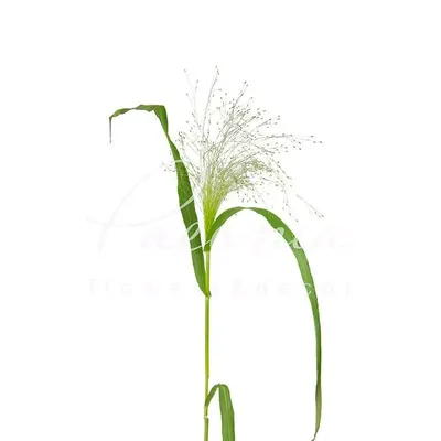 Букет из сухоцветов Жар-Цвет Паникум, Лагурус, 40 см, 100 гр купить по  выгодной цене в интернет-магазине OZON (867622311)
