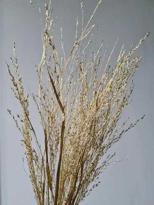 Паникум крашеный белый (Panicum white)