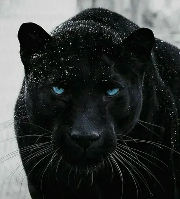 Пантера с голубыми глазами фото фото