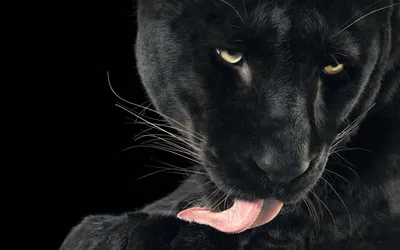 Обои пантера, детеныш, кошки, котята, черная кошка, мех, голубые глаза,  природа, Panther, Cub, Cats, Kittens, black cat, fur, blue eyes, nature,  Животные #1025