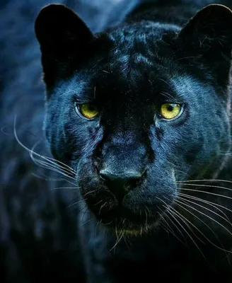 Черная пантера с голубыми глазами» — создано в Шедевруме