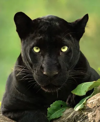 Пантера с зелеными глазами - 80 фото