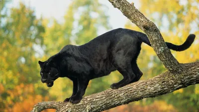 В Кении обнаружена редчайшая черная пантера. Впервые за 100 лет ее удалось  сфотографировать - BBC News Русская служба