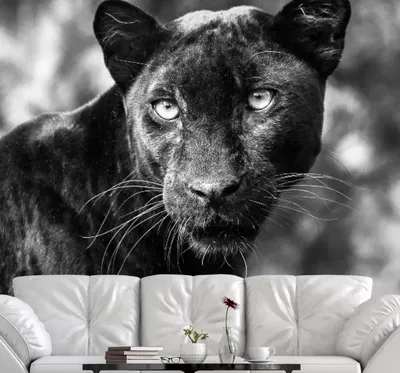 Черная пантера маленькая - 72 фото
