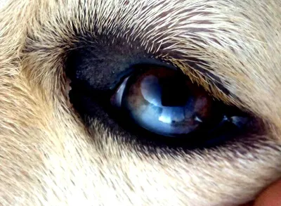 Новообразования век у собак и кошек - ветеринарная офтальмология Реком