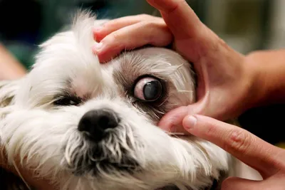 Черное пятно в глазу у собаки (58 фото) - картинки sobakovod.club