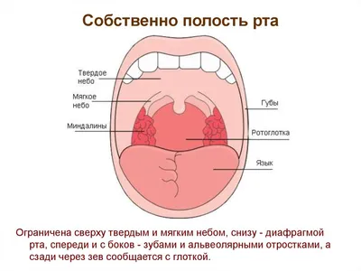 Дерматологические проявления вирусных инфекций. Часть 2