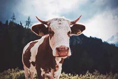 Прямой эфир/ всё о коровах - YouTube