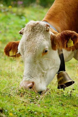 Бородавки у коровы на вымени: как лечить
