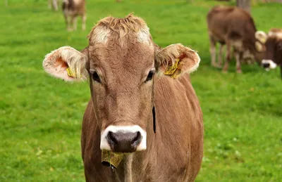 Инфекционные заболевания вымени коров