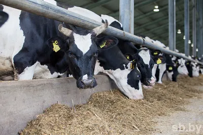 Топ-5 из почти 112 тыс. фуражных коров | 17.02.2023 | ЛенОбласть -  БезФормата