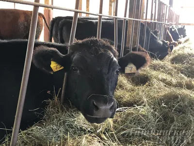 Бородавки на вымени у коров: причины и лечение болезни