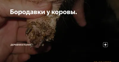 Плановая агрономика. Хроники белгородского экономического чуда | Forbes.ru