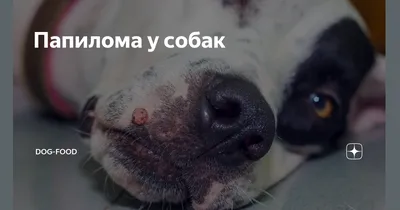 Ветеринарный дерматолог (@dermatolog_vet) • Instagram photos and videos