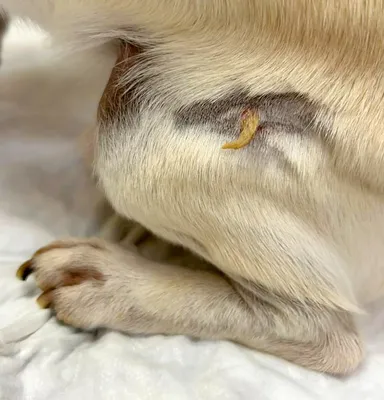 Лечение опухолей молочных желез у собак - Ветеринарная хирургия