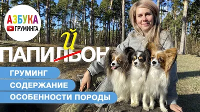 Шпиц Юрик и Папильон Яша... - Зоосалон Гав и Мяу - Зеленоград | Facebook