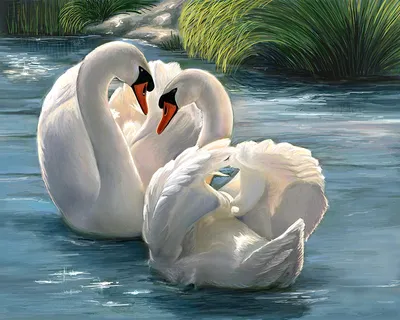 Пара лебедей с их шеями формируют сердце. Спаривание игры пара белых лебедей.  Лебеди плавают в воде в природе. Стоковое Фото - изображение насчитывающей  ангстрома, лето: 208196252