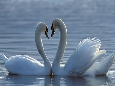 Картина мозайкой \"Влюбленная пара лебедей\" DE7132 38 x 48 см - Art Relax