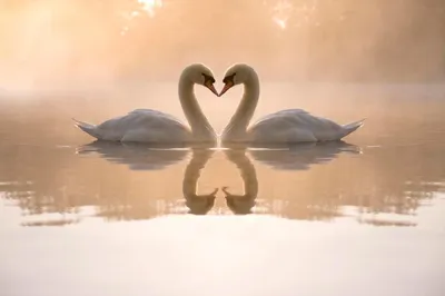 Пара лебедей с их шеями формируют сердце. Спаривание игры пара белых лебедей.  Лебеди плавают в воде в природе. Стоковое Фото - изображение насчитывающей  влюбленность, лето: 208196898