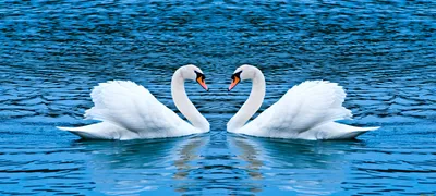 Пара лебедей изогнули зеркально шеи …» — создано в Шедевруме