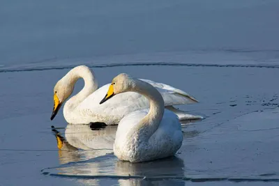 Картина на холсте \"Пара лебедей на лесном озере\"