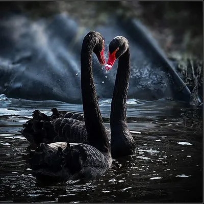 Пара лебедей на озере Соленом |