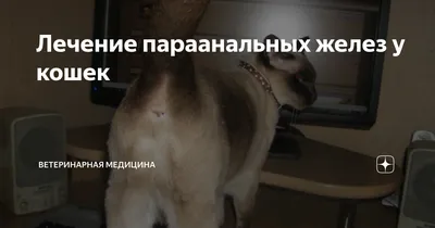 Ветеринарная клиника Астрахань | Animal clinic | ВКонтакте