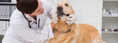 Сердечная недостаточность у собак - причины, симптомы, диагностика и лечение