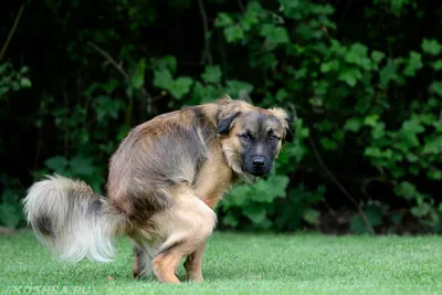 Воспаление параанальных желез у собак — симптомы и методы борьбы